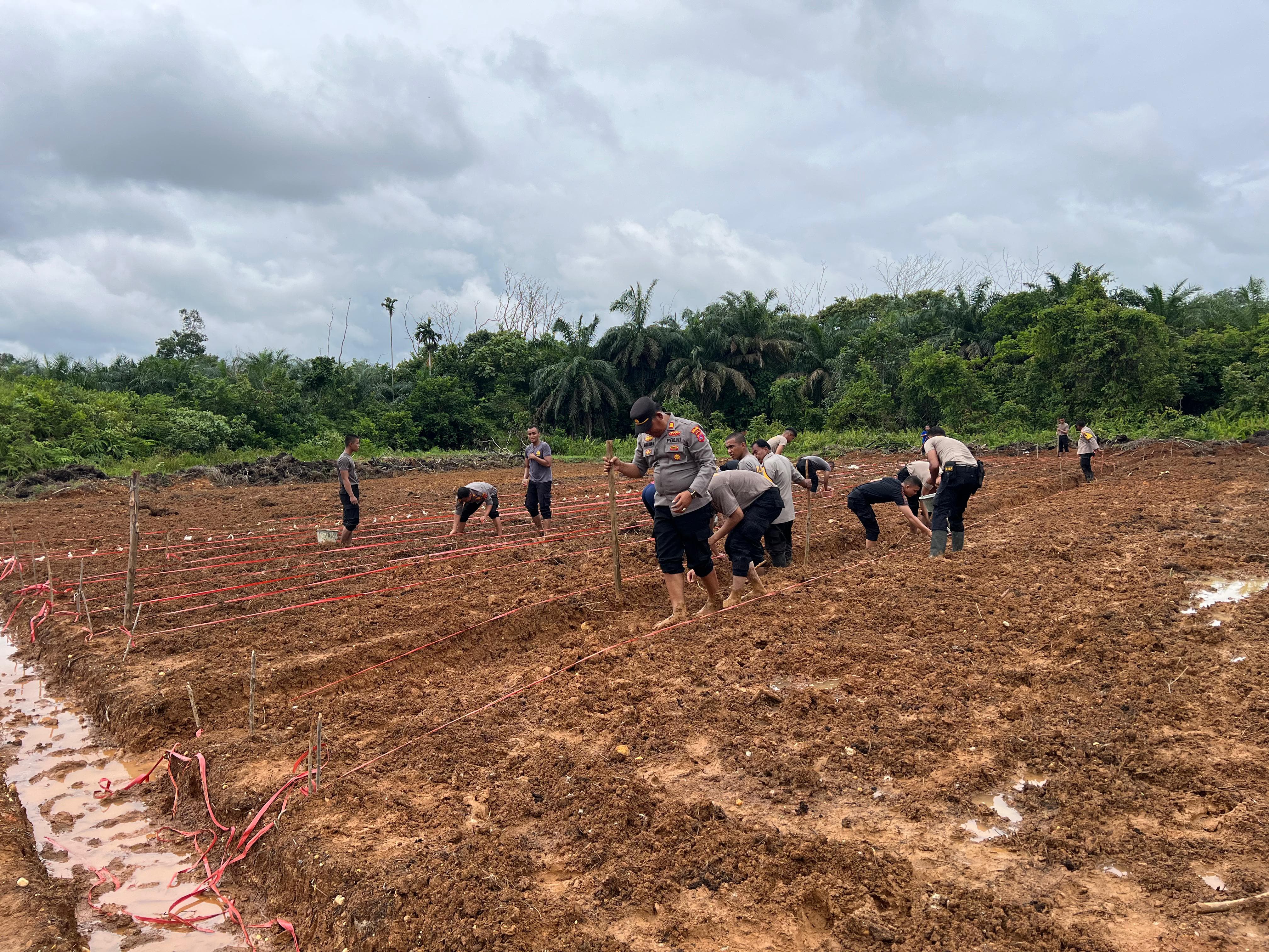Polres Dharmasraya Manfaatkan Lahan Kosong untuk Ketahanan Pangan, Tanam 5.000 Bibit Jagung