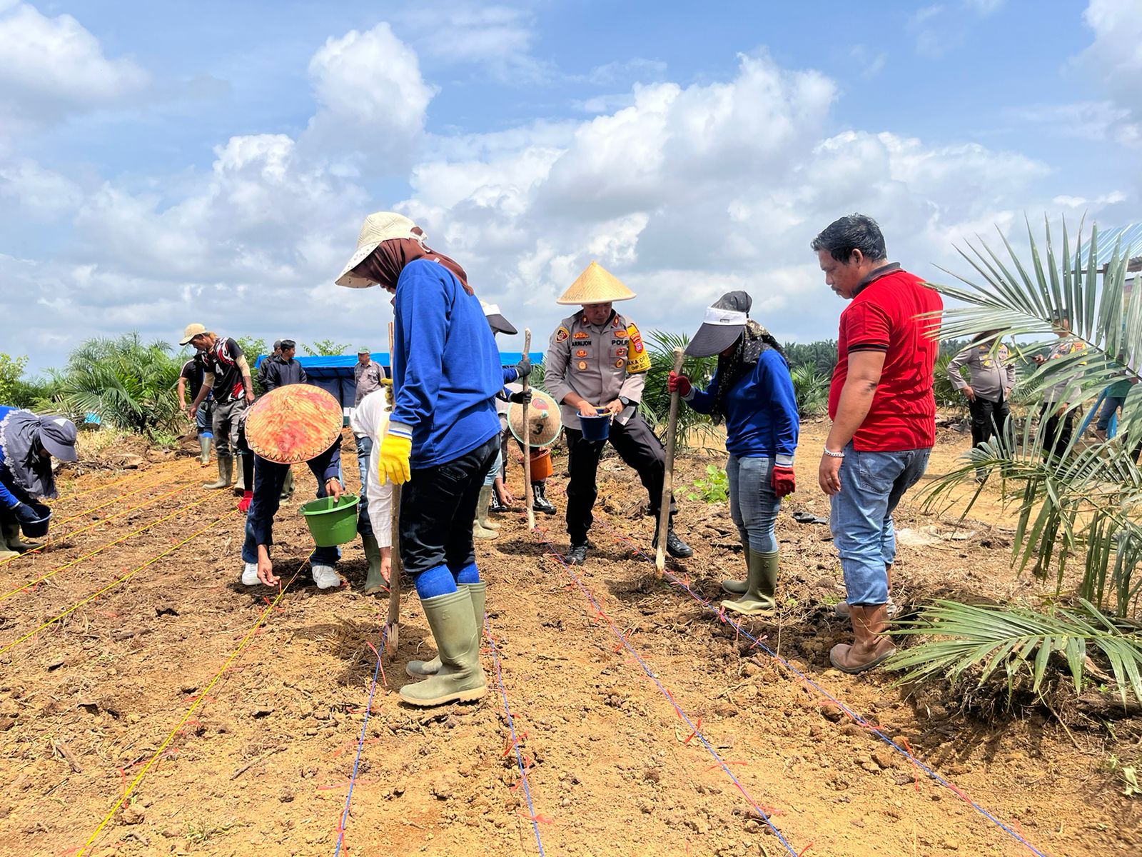 Polres Dharmasraya dan Perusahaan Bersinergi Tanam Jagung di Lahan 10 Hektar