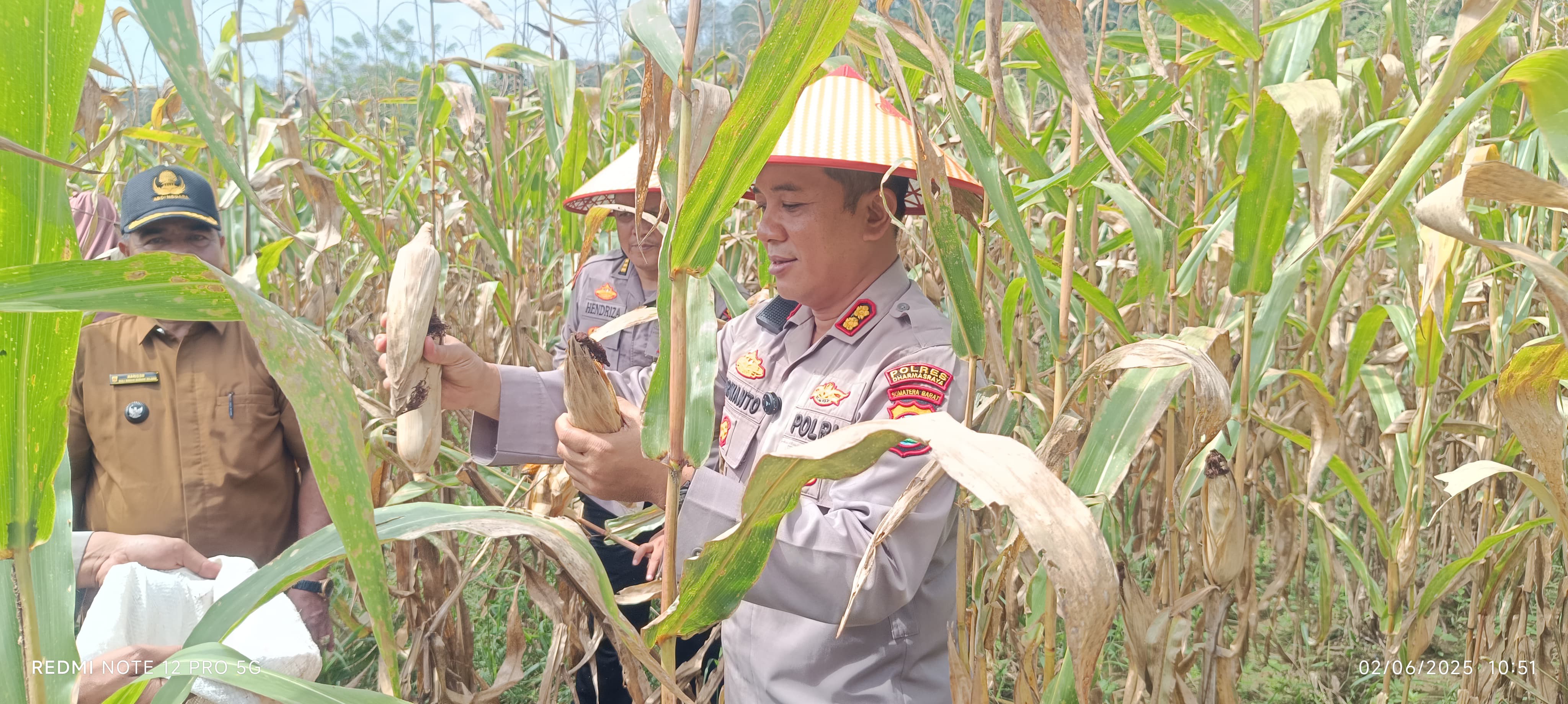 Mendukung Asta Cita Menuju Indonesia Emas 2045, Kapolres Panen Jagung Bersama Kelompok Tani Sialang dan Wali Nagari Sungai Lasi